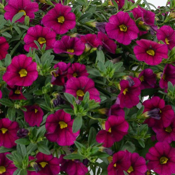 Calibrachoa- Mega Magenta