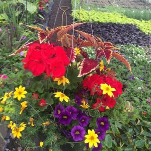 Hanging Baskets (12 Inch)