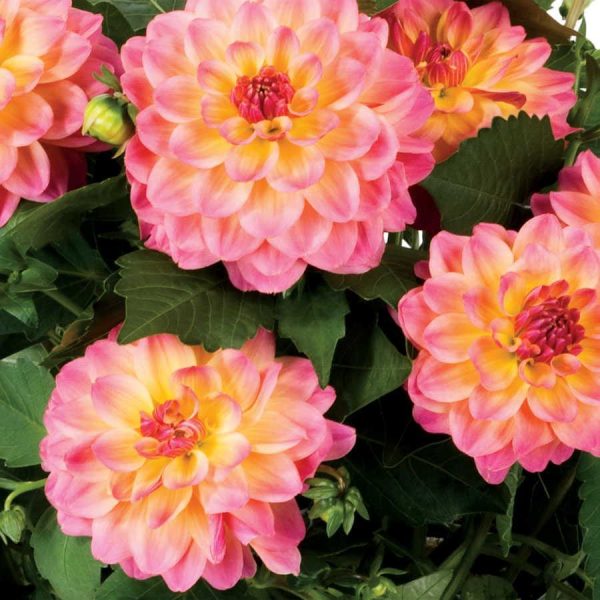Dahlia Hypnotica- Rose Bicolor