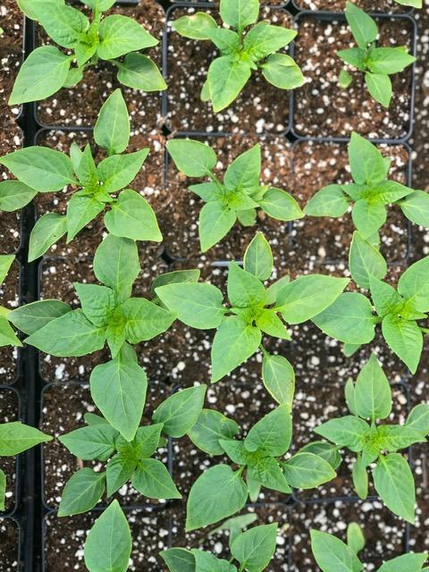 pepperoncini seedling